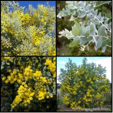 Queensland Silver Wattle 1 Plants Acacia podalyriifolia QLD